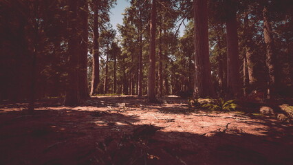Fototapeta premium Sunlight filters through towering trees in a tranquil forest, casting gentle shadows on the forest floor, while nature thrives in peace and quiet all around.