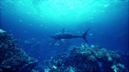 Obraz premium A serene underwater scene showcases a stunning fish gliding through crystal clear waters. Surrounding coral reefs teem with life, creating a vibrant aquatic ecosystem.