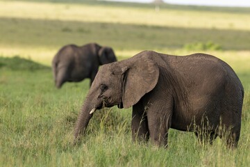 Obraz premium elephants in the wild