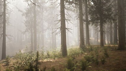 Fototapeta premium Tall trees stand silently in a misty forest, their trunks surrounded by a soft haze. Ferns and underbrush peek through the fog, creating an enchanting atmosphere that invites exploration.