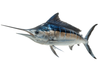 A close-up shot of a magnificent marlin with its distinctive spear-like bill Isolated Transparent Background, PNG