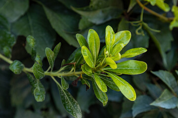 Glossy green leaves of Pittosporum heterophyllum, known as Chinese pittosporum. Close-up of an evergreen ornamental shrub branch in a Mediterranean garden. September, Antalya region, Southern Turkey.