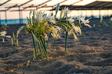 Sea daffodil flowers blooming on a sandy beach at sunset. White pancratium maritimum lilies on the coast under warm evening light. Autumn scenery in the Mediterranean region, Antalya, Turkey. Septembe