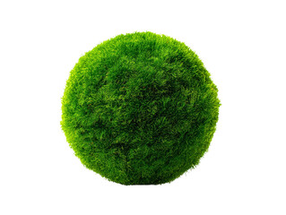 A single marimo moss ball. The vibrant green color is full of vitality, capturing a sense of peace and natural wonder. Isolated Transparent Background, PNG