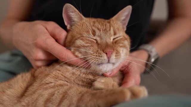 Quiet young cat relaxing under tender human hand strokes