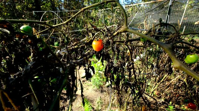 Last of almost ripe cherry tomato hanging from dying vine after first frost killed most plants and crops