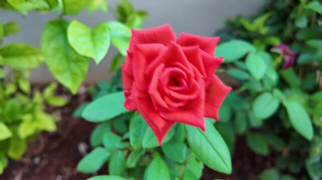 Red rose Flower