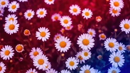 Vibrant Daisy like Flowers Bathed in Artistic Red and Blue Hues A Dreamy Floral Field with Modern Color Overlay