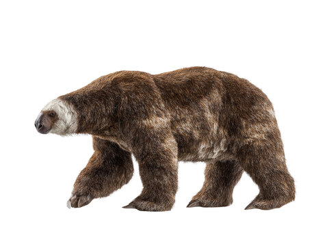 A Giant Ground Sloth walking on four legs, captured from side view Isolated Transparent Background, PNG