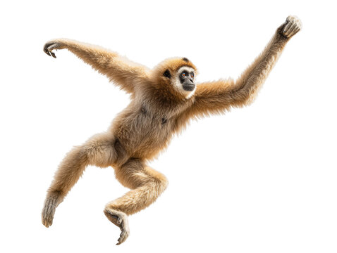 A monkey leaps playfully in a dynamic pose. The monkey has long arms and legs. Isolated Transparent Background, PNG