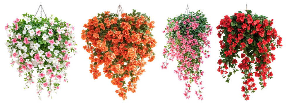 PNG Vibrant hanging floral arrangements, transparent background