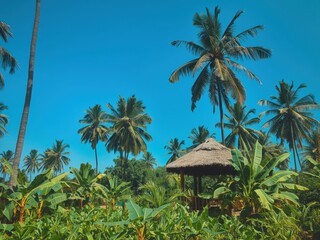 Obraz premium Tropical paradise under clear blue sky