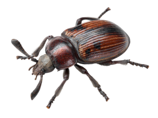 A close-up view of an insect with intricate details, showcasing the beauty of the natural world Isolated Transparent Background, PNG