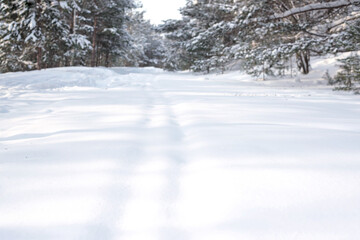 Obraz premium Snowy Forest Path with Pine Trees. Snow-covered ski track.