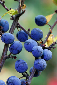 Schlehdorn (Prunus spinosa) blaue Beeren am Ast