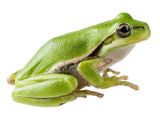 Obraz premium A vibrant green tree frog resting calmly. It showcases its unique texture, patterns, and features, providing a captivating view Isolated Transparent Background, PNG