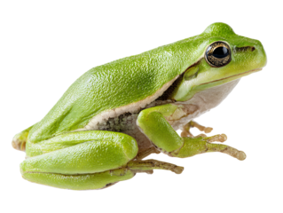 A vibrant green tree frog resting calmly. It showcases its unique texture, patterns, and features, providing a captivating view Isolated Transparent Background, PNG