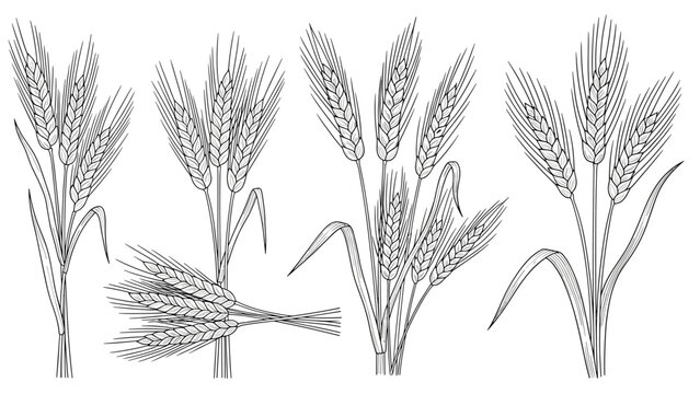 Detailed line art sketches of various wheat and barley stalks in bundles for agriculture and harvest themed designs.