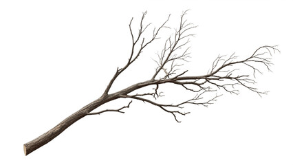 Obraz premium Bare Deciduous Tree in Winter Isolated on White background