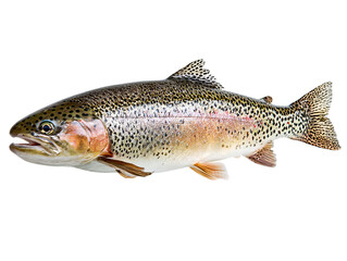 A vibrant rainbow trout displayed against a clean background, showcasing its unique patterns Isolated Transparent Background, PNG