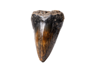 A unique, aged, and detailed fossilized dinosaur tooth Isolated Transparent Background, PNG