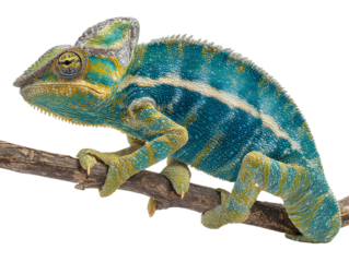 A vibrant chameleon perched on a branch, showcasing its intricate patterns and colors. Its eyes are focused, and it displays a captivating presence Isolated Transparent Background, PNG