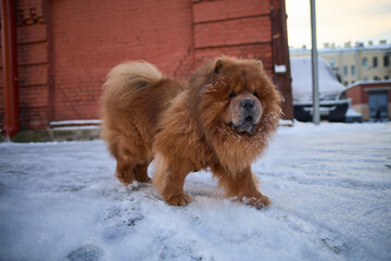 A brown Chihuahua dog in the city walking on the street in winter.