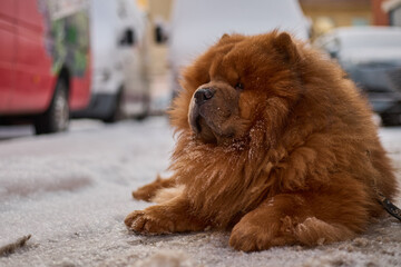 Fototapeta premium A brown Chihuahua dog in the city walking on the street in winter.
