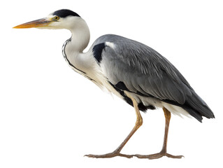 Obraz premium An elegant heron gracefully standing, its slender form capturing attention Isolated Transparent Background, PNG