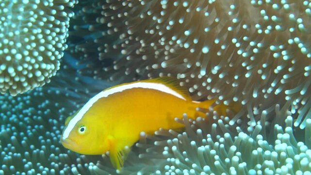 Detailed macro view of skunk clownfish partially hidden among the anemone&acirc;&euro;&trade;s tentacles, Suanggi island, Maluku, Indonesia