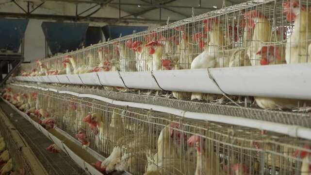 Eggceptional  Unveiling the Thrumming Heart of a Chicken Farm