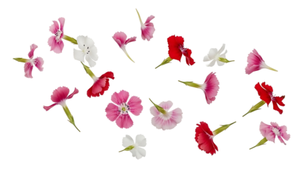 A collection of carnation flowers in various shades of pink, red, and white, floating in mid-air against a plain white background, creating a visually appealing and dynamic composition.