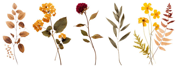 Fototapeta na wymiar PNG Vintage botanical floral illustration, transparent background