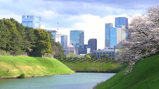 東京・皇居　半蔵濠の桜と国会議事堂を望む