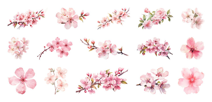PNG Delicate pink cherry blossoms illustration, transparent background