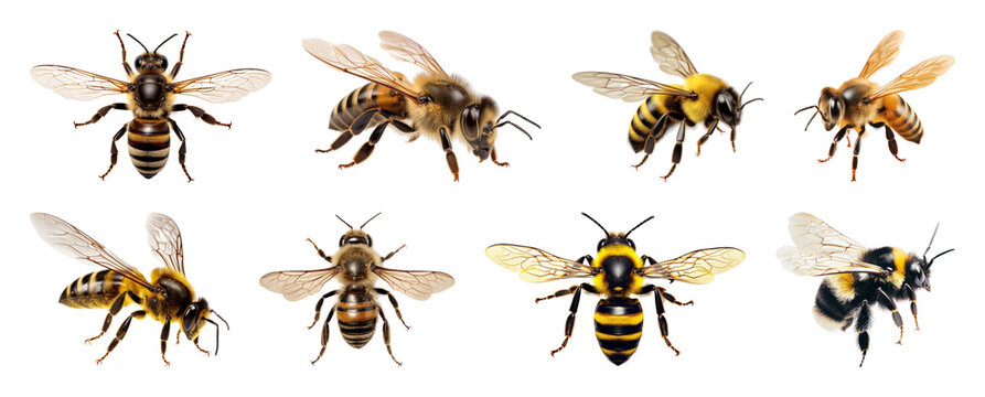 PNG Diverse bees flying collection, transparent background