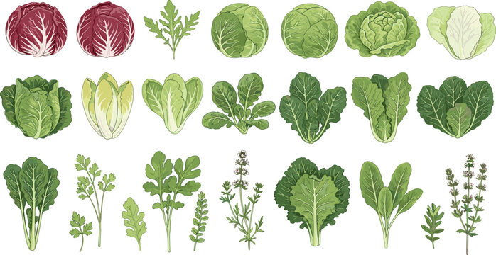 Hand-drawn vector illustration collection of various healthy green salad leaves, herbs, vegetables, cabbage, lettuce, and radicchio isolated on a white background.