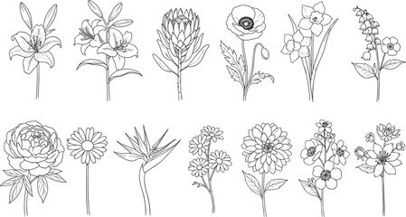 Hand Drawn Wildflower Line Art Botanical Illustration Set Floral Collection Black and White Nature Sketch Elegant Bloom Decorative Vector Elements Pack