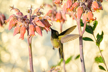 Obraz premium hummingbird and flower