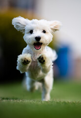 Maltańczyk © Darek