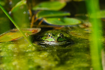 Frog Hiding Among Water Plants in Pond