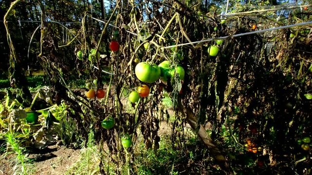 Unripe or green tomatoes still hanging from dying vines after first frost killed most plants