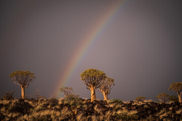 Quiver Trees under the rainbow