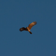 Obraz premium Un Halcon Peregrino volando durante el ocaso