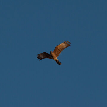 Un Halcon Peregrino volando durante el ocaso