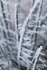 Frosty pine tree brunches  - winter white landscape with cristals of snow on the needles.
