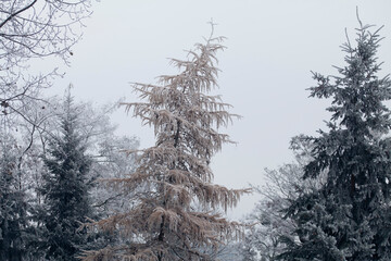 Frosty pine tree brunches  - winter white landscape with cristals of snow on the needles.