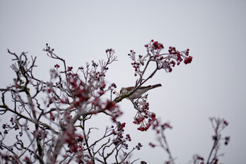 Frosty winter, Rime ice - city decor hawthorn red fruit and fieldfare bird in white frost -  landscape with frosty ice on plants.