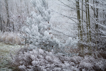 Frosty pine tree brunches  - winter white landscape with cristals of snow on the needles.