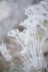 Frosty winter, Rime ice -  wildflower meadow landscape with frosty ice on plants. Delicate natural background.